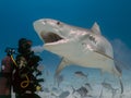 Divers interacting with a Tiger Shark (Galeocerdo cuvier) in Bimini Royalty Free Stock Photo