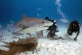 Divers interacting with a Tiger Shark (Galeocerdo cuvier) in Bimini