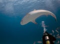 Divers interacting with a Tiger Shark (Galeocerdo cuvier) in Bimini