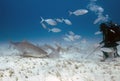 Divers interacting with a Tiger Shark (Galeocerdo cuvier) in Bimini