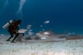 Divers interacting with a Tiger Shark (Galeocerdo cuvier) in Bimini