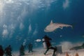 Divers interacting with a Tiger Shark (Galeocerdo cuvier) in Bimini