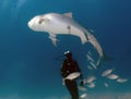 Divers interacting with a Tiger Shark (Galeocerdo cuvier) in Bimini