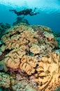 Divers, mushroom leather coral in Banda, Indonesia underwater photo Royalty Free Stock Photo