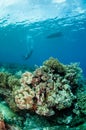 Divers, mushroom leather coral in Banda, Indonesia underwater photo Royalty Free Stock Photo