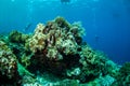 Divers, mushroom leather coral in Banda, Indonesia underwater photo Royalty Free Stock Photo