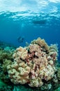 Divers, mushroom leather coral in Banda, Indonesia underwater photo Royalty Free Stock Photo