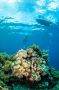 Divers, mushroom leather coral in Banda, Indonesia underwater photo Royalty Free Stock Photo