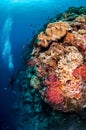 Divers, mushroom leather coral in Banda, Indonesia underwater photo