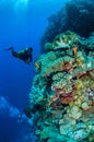 Divers, mushroom leather coral, various coral reefs in Banda, Indonesia underwater photo Royalty Free Stock Photo