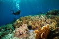 Divers and mushroom leather corals in Banda, Indonesia underwater photo