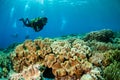 Divers and mushroom leather corals in Banda, Indonesia underwater photo