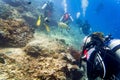 Divers scuba diving looking at sea turtle and fish under water Royalty Free Stock Photo