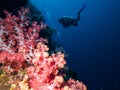 Divers on wall of soft-coral