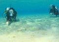Divers watching Blue spotted ray in sand