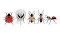 Diverse array of insects in a stylized row on white backdrop Royalty Free Stock Photo