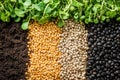 A diverse array of seeds including mustard, sesame, and black beans sits on soil, accompanied by fresh green sprouts Royalty Free Stock Photo