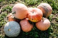 Diverse assortment of pumpkins in the field at sunset. Autumn harvest. Celebrating happy Thanksgiving day and fall background. Royalty Free Stock Photo