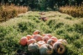 Diverse assortment of pumpkins in the field at sunset. Autumn harvest. Celebrating happy Thanksgiving day and fall background. Royalty Free Stock Photo