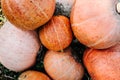 Diverse assortment of pumpkins in the field at sunset. Autumn harvest. Celebrating happy Thanksgiving day and fall background. Royalty Free Stock Photo