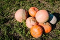 Diverse assortment of pumpkins in the field at sunset. Autumn harvest. Celebration happy Thanksgiving day and fall background. Royalty Free Stock Photo