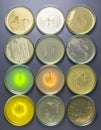 Diverse Bacterial Cultures in Petri Dishes for Scientific Research Royalty Free Stock Photo