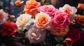 Diverse Blooming Roses in Lush Garden Floral Elegance with Vivid and Pastel Roses Intermixed Artistic Nature Display Royalty Free Stock Photo