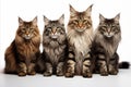 Diverse cats, big and small, isolated on white background with text space high quality studio shot