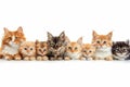 Diverse cats and dogs together in high quality studio image on white background with space for text Royalty Free Stock Photo