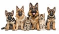 Diverse cats and dogs together in studio setting on white background with space for text Royalty Free Stock Photo