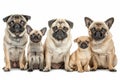 Diverse cats and dogs together in studio setting on white background with space for text Royalty Free Stock Photo