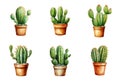 Diverse Collection of Cacti Displayed in Various Pot Sizes for Home and Garden