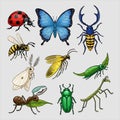 Diverse collection of insects and arachnids Royalty Free Stock Photo