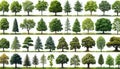 Diverse collection of trees arranged in rows showcasing various species, sizes, and shapes against a plain background