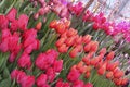 A diverse collection of tulips.Different shapes and colors of flowers