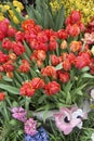 A diverse collection of tulips.Different shapes and colors of flowers