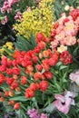 A diverse collection of tulips.Different shapes and colors of flowers