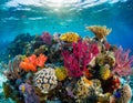 Diverse Coral Reef Ecosystem