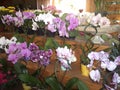 Flower pots on display orchids