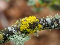 Diverse fruticose lichen growing on branches in the Scottish Borders