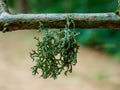 Diverse fruticose lichen growing on branches in the Scottish Borders