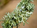 Diverse fruticose lichen growing on branches in the Scottish Borders