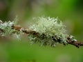 Diverse fruticose lichen growing on branches in the Scottish Borders