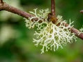 Diverse fruticose lichen growing on branches in the Scottish Borders