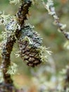 Diverse fruticose lichen growing on pine cone in the Scottish Borders Royalty Free Stock Photo
