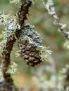 Diverse fruticose lichen growing on pine cone in the Scottish Borders