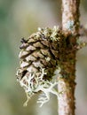 Diverse fruticose lichen growing on pine cone in the Scottish Borders Royalty Free Stock Photo