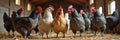 Diverse group of chickens in a barn setting Royalty Free Stock Photo
