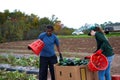 Zucchini harvest. Volunteers collect fresh produce for donation on a community farm in New Jersey