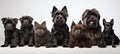 Diverse group of dogs, including various breeds, both big and small, isolated on a white background